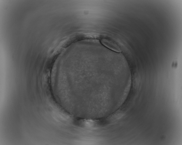 X0000111810229200908131506