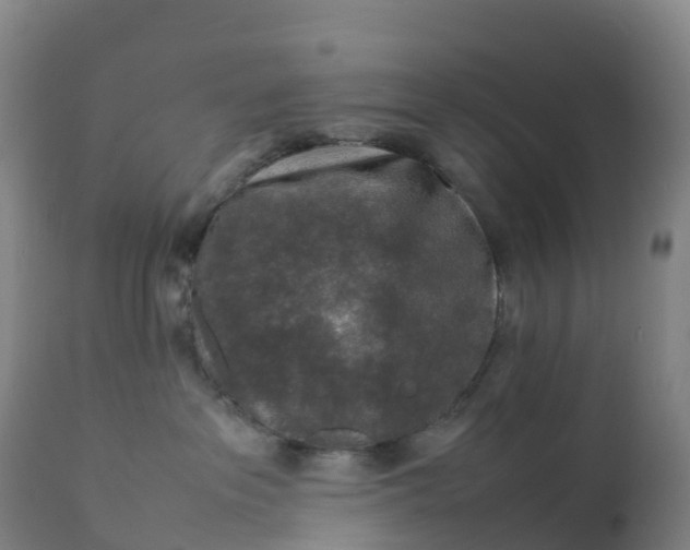X0000111810237200908131506