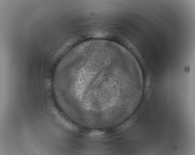 X0000111810257200908131506