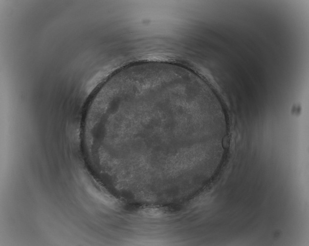 X0000111810299200908131505