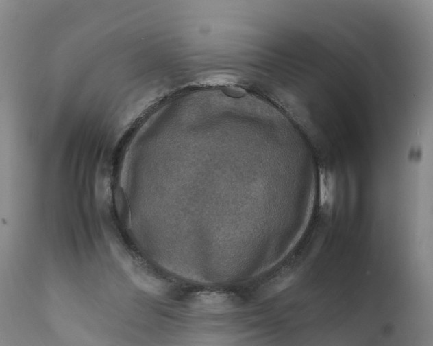 X0000111810300200908131505