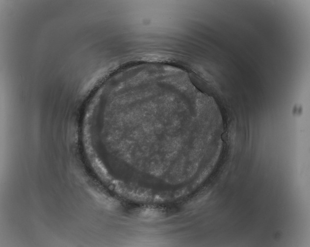 X0000111810303200908131505