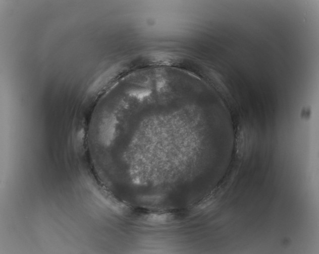 X0000111810314200908131505