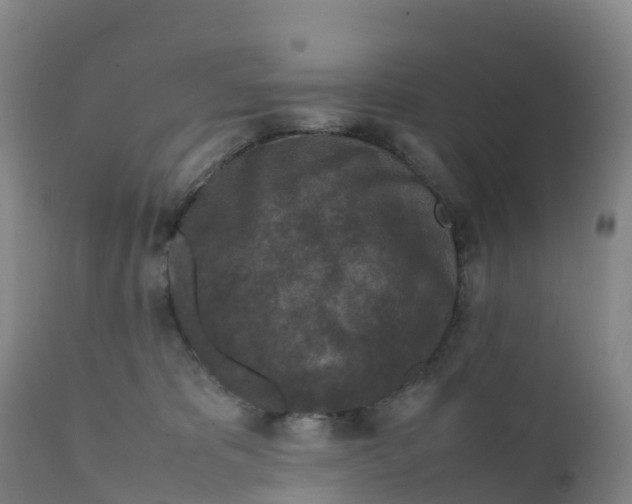 X0000111810325200908131505