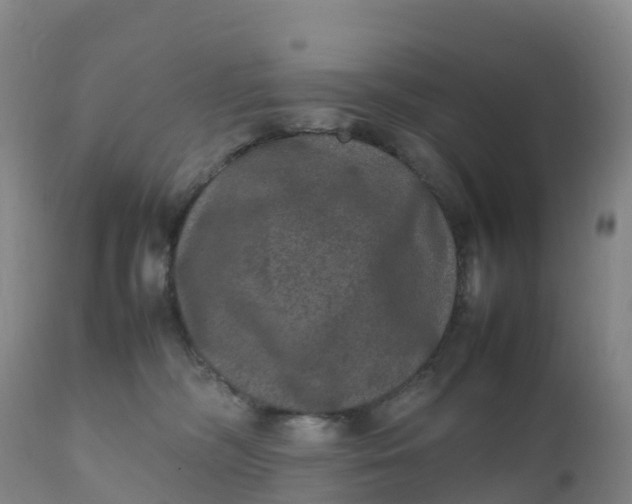 X0000111810326200908131505