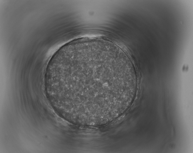 X0000111810337200908131504