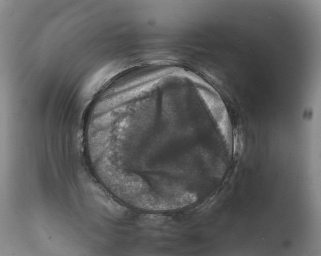 X0000111810339200908131504
