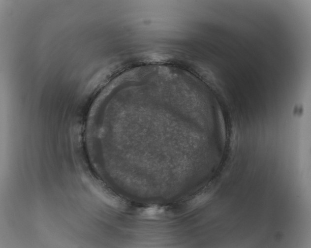 X0000111810366200908131504