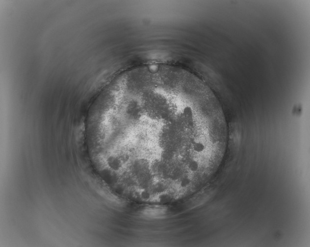 X0000111810369200908131504