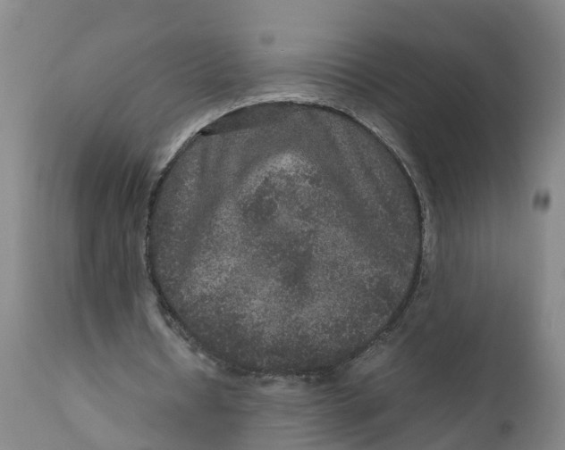 X0000111810434200908131502