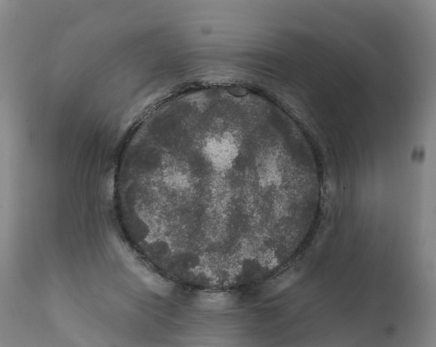 X0000111810454200908131503
