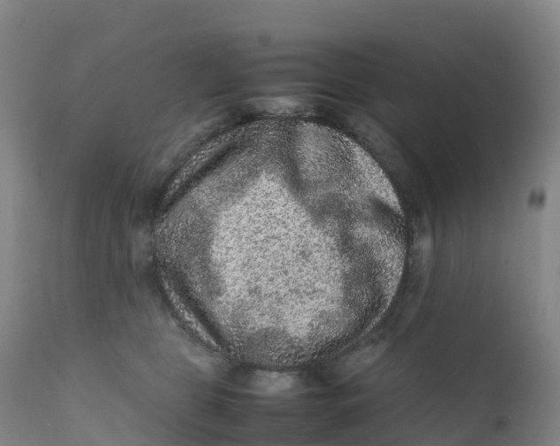 X0000111810469200908131503