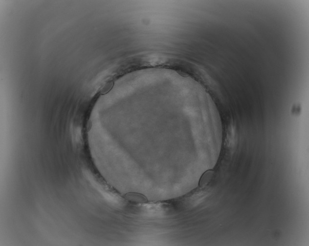 X0000111810524200908131502