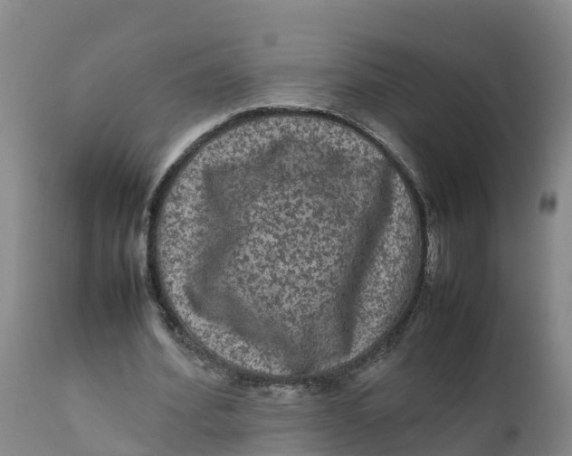 X0000111810580200908131501