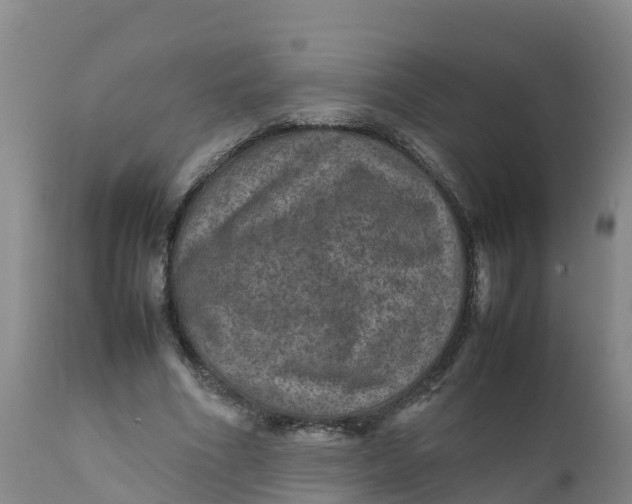 X0000111810586200908131501