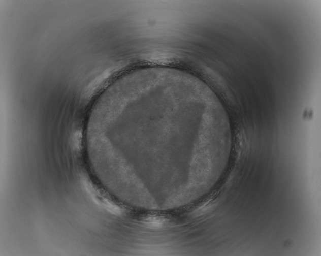 X0000111810596200908131501