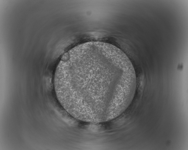 X0000111810615200908131501