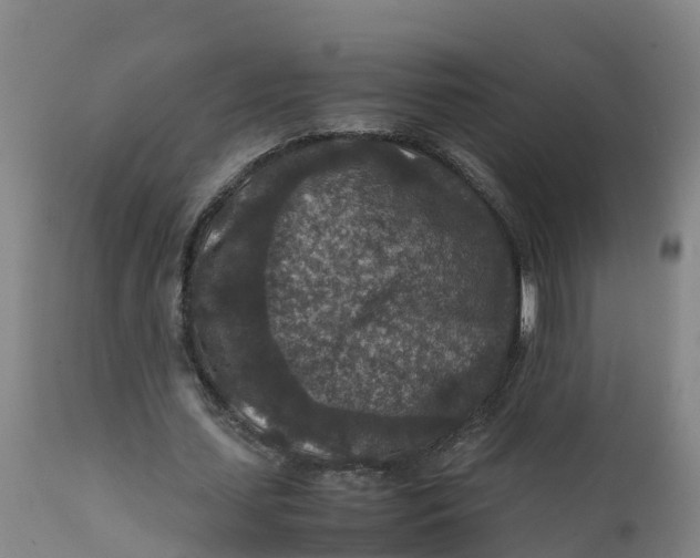 X0000111810627200908131500