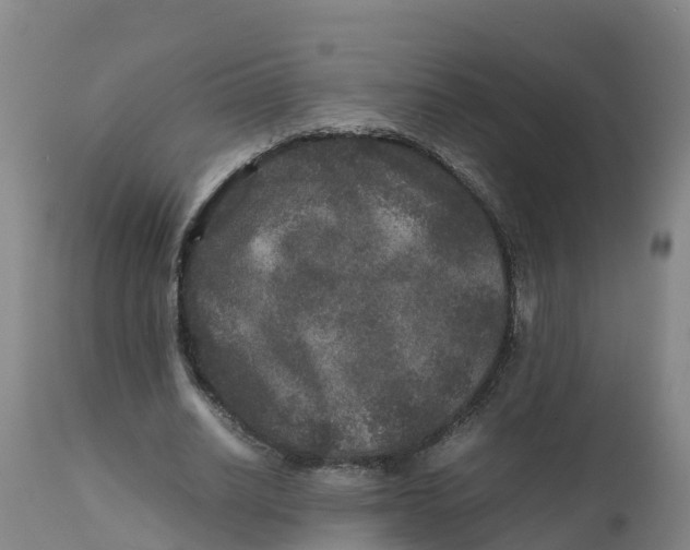 X0000111810630200908131500
