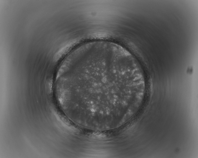 X0000111810640200908131500