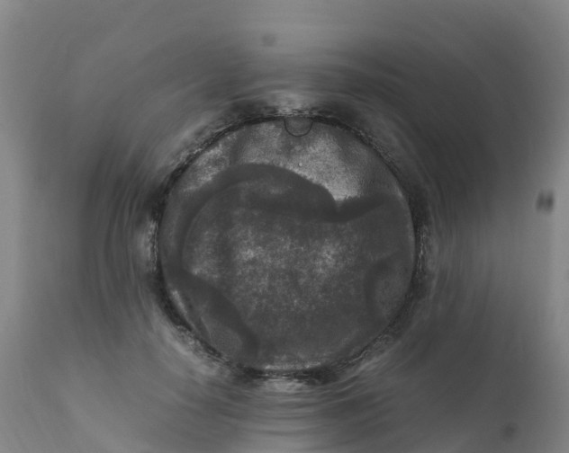 X0000111810650200908131500