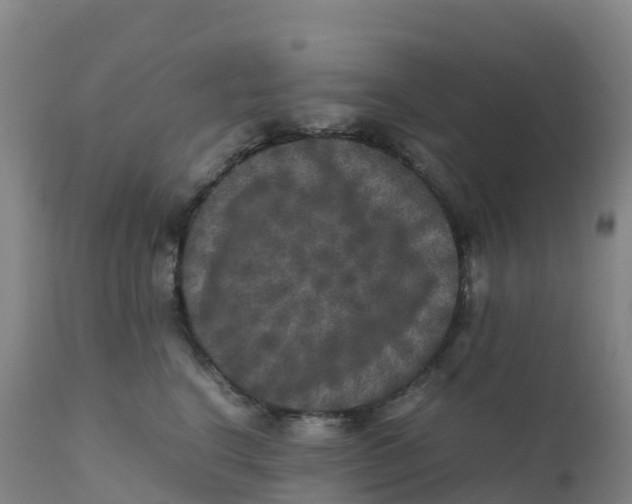 X0000111810664200908131500