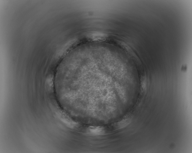 X0000111810667200908131500