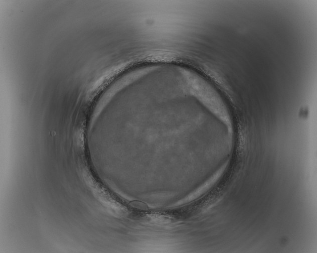 X0000111810681200908131500
