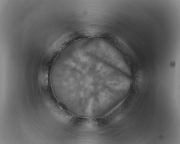 X0000111810696200908131459