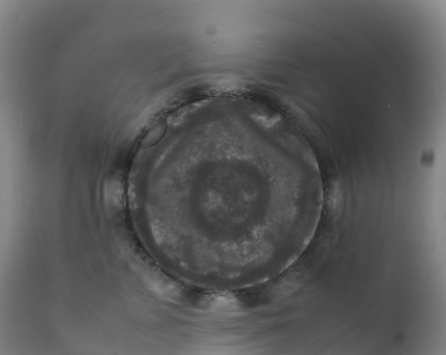 X0000111810715200908131459