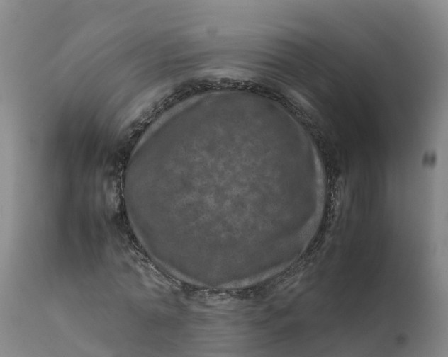 X0000111810774200908131458