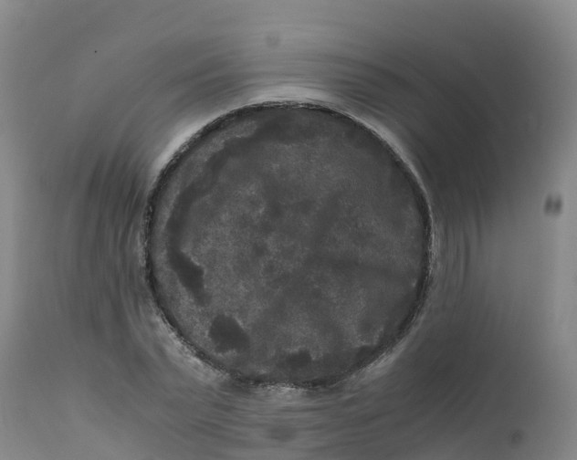 X0000111810783200908131458