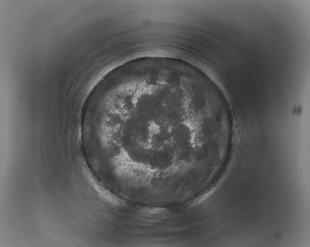 X0000111810837200908131457