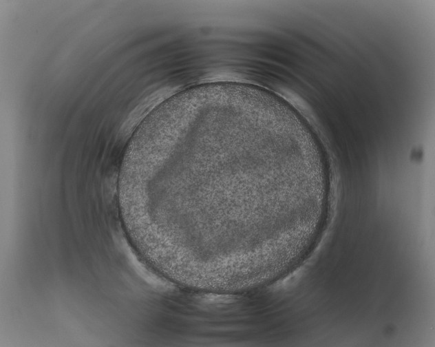 X0000111810849200908131457