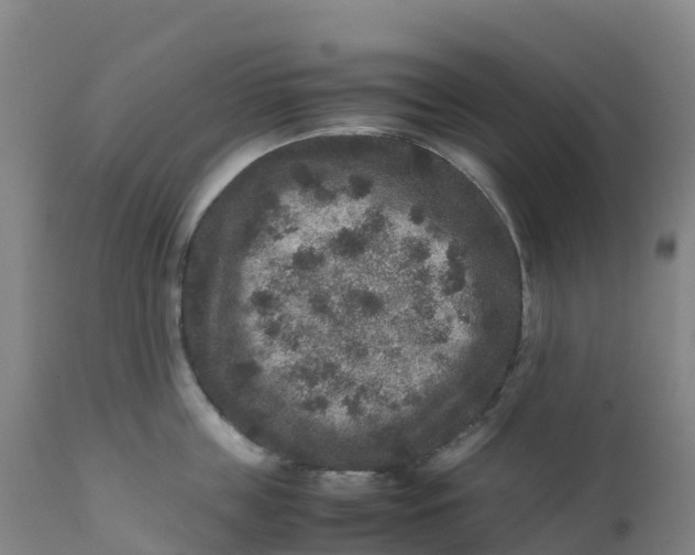 X0000111810859200908131457