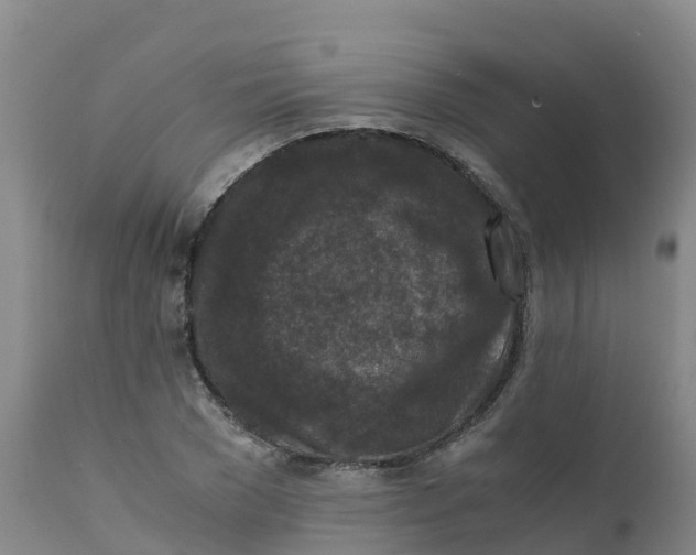 X0000111810977200908131455