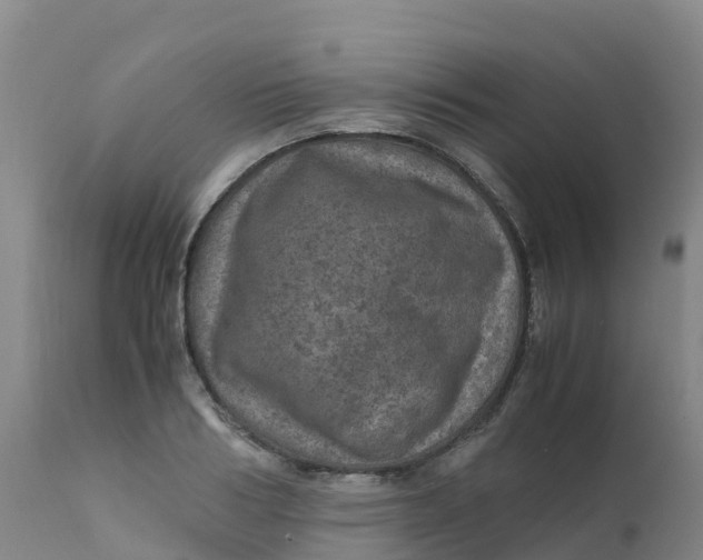 X0000111810986200908131455