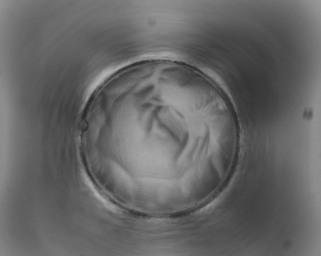 X0000111810989200908131455