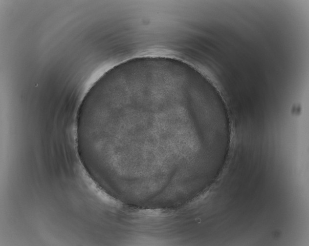 X0000111810990200908131455