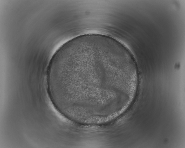 X0000111810991200908131455