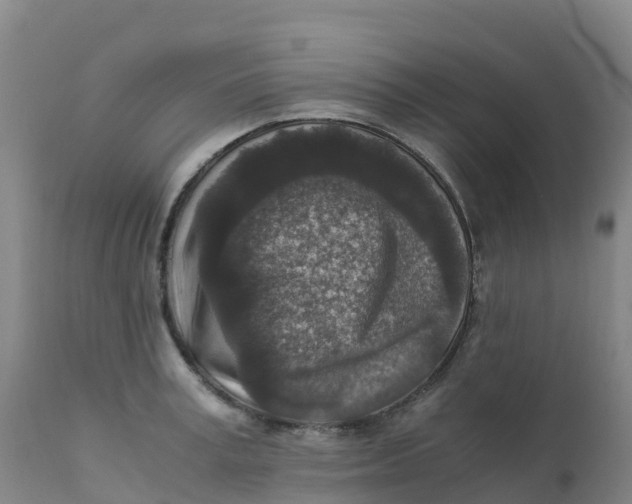 X0000111810995200908131455