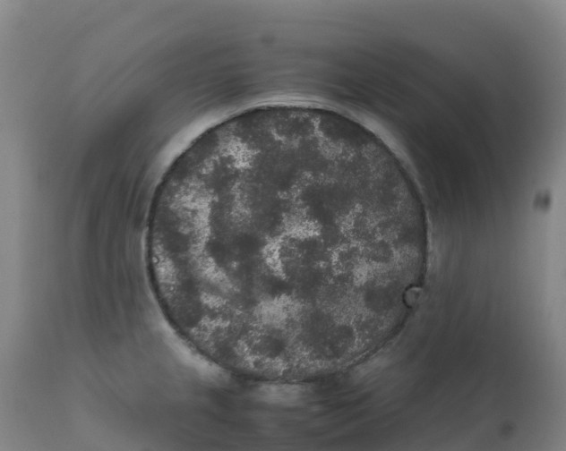 X0000111811237200908131452