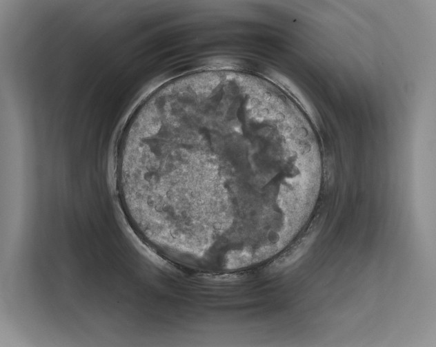 X0000111810851200909031429