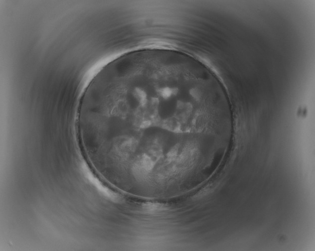 X0000111821379200907231308