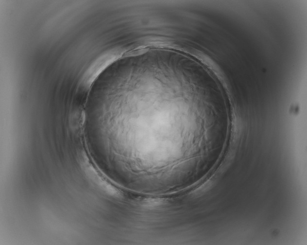 X0000111821385200907231308
