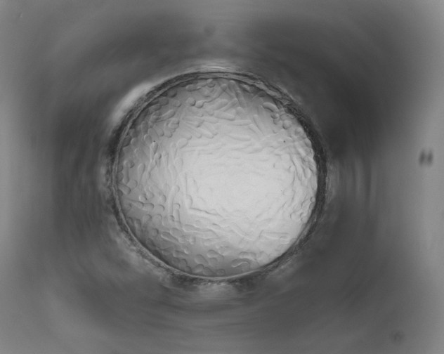 X0000111821454200907231307