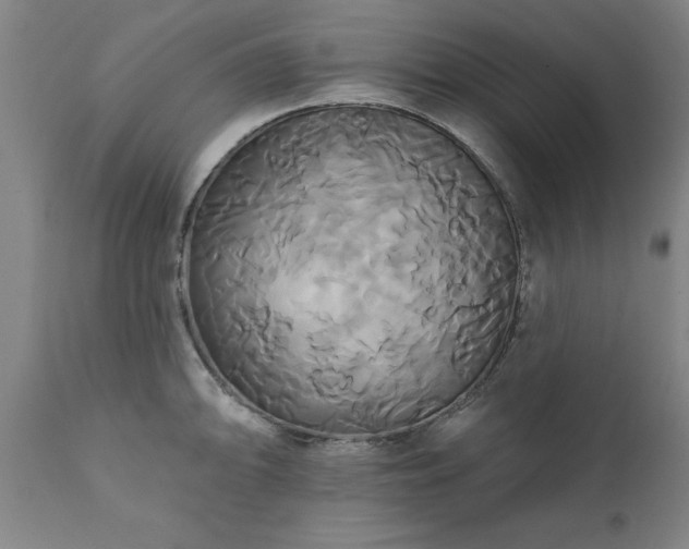 X0000111821094200907301251