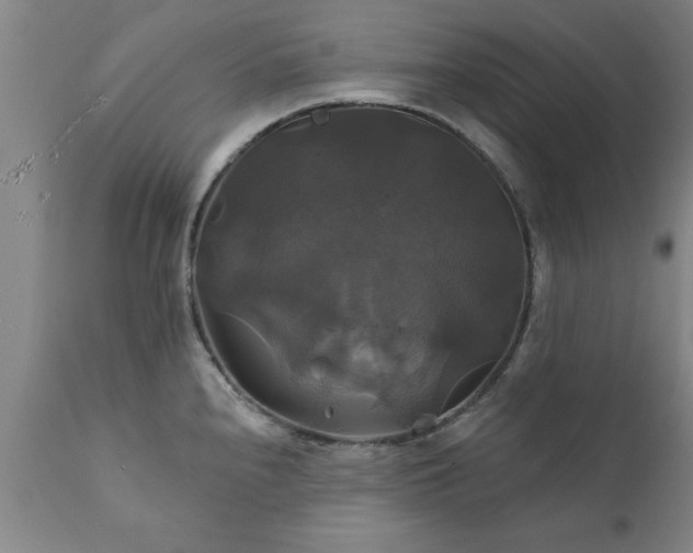 X0000111821240200907301249