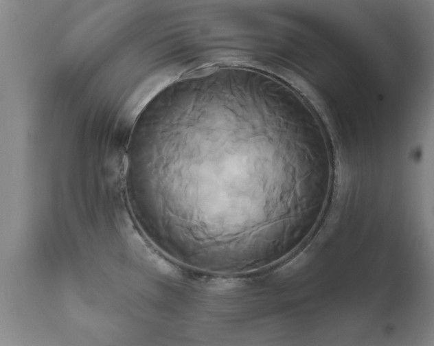 X0000111821385200907301246