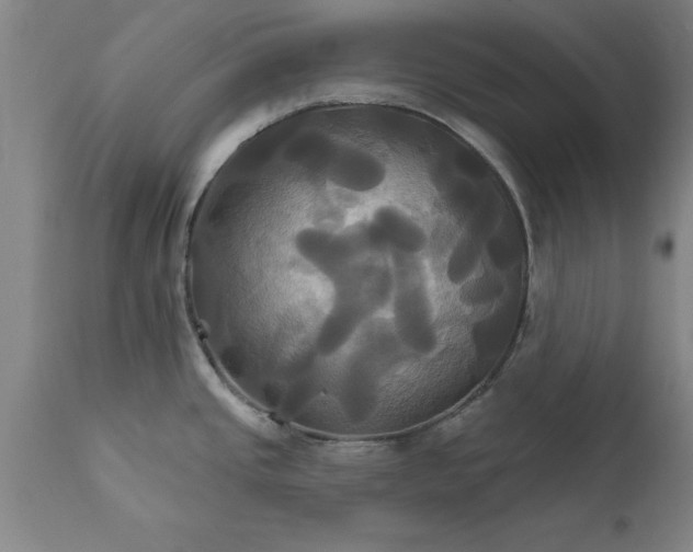 X0000111821437200907301246